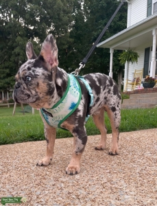Blue Tan Merle, carries fluffy Listing Image