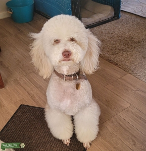 Looking for Black and White standard poodle stud Listing Image