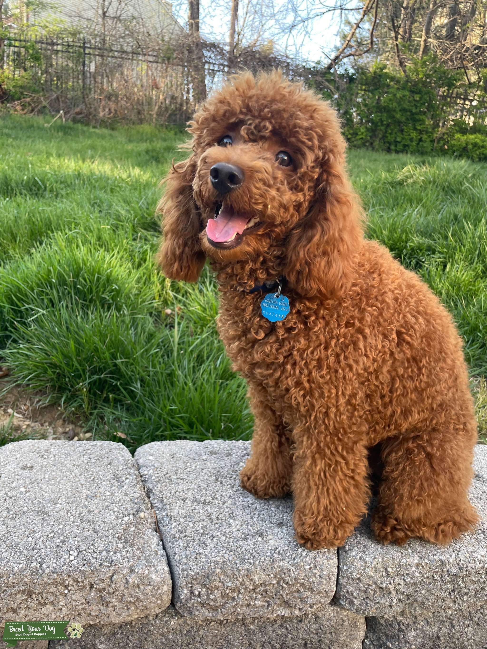 PureBred Mini Poodle Super Loving Stud Dog in Maryland, United States Breed Your Dog