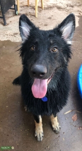 Long Haired Bi-Colored German Shepherd  Listing Image
