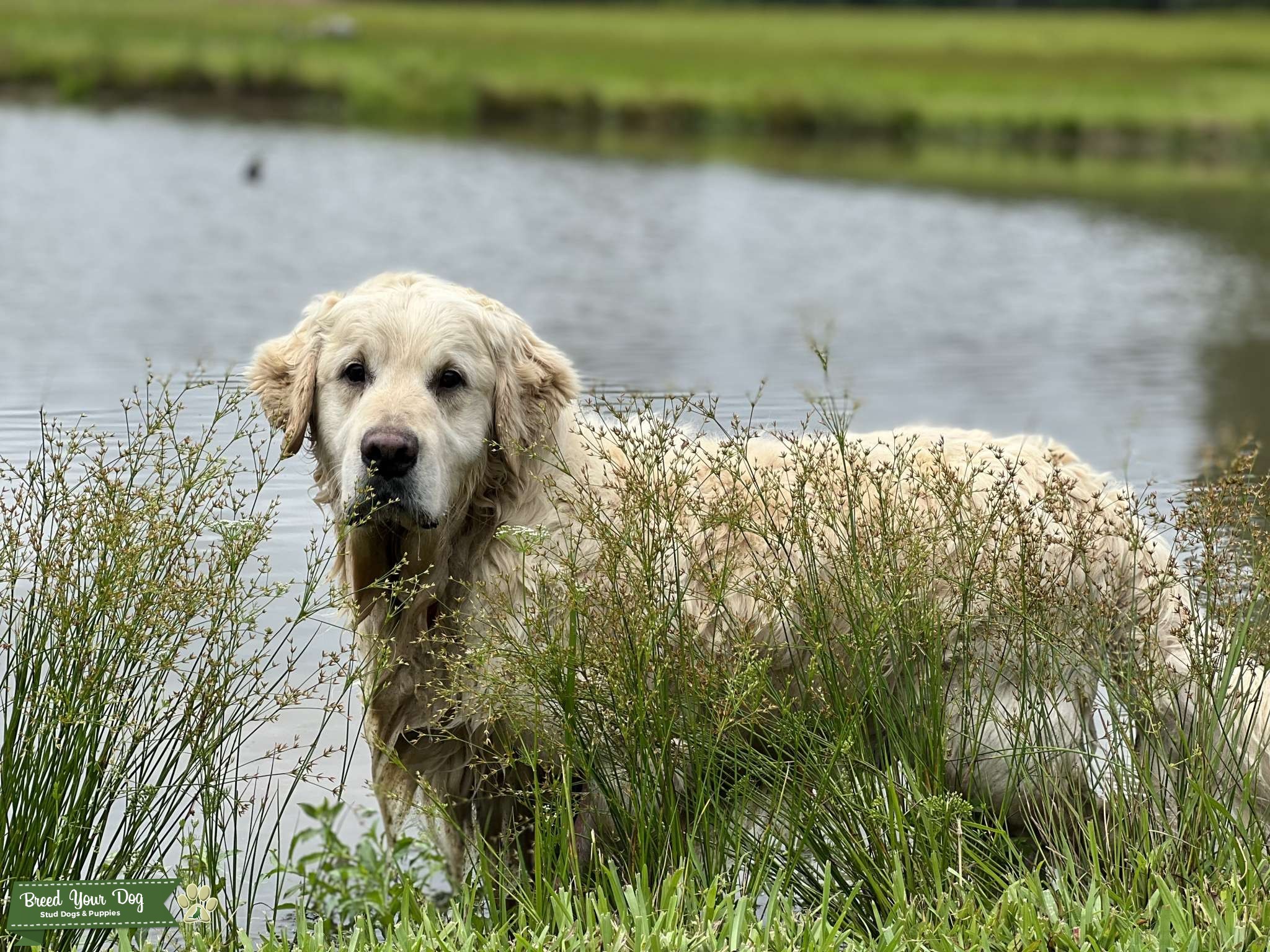 OFA Health Cleared Light Cream Golden Retriever Stud Stud Dog in