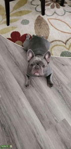 AKC registered Blue Fawn French bulldog Listing Image