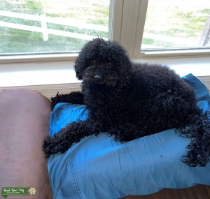adorable mini poodle .  Black Listing Image