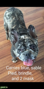 Frenchie Ky stud proven Listing Image