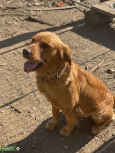 Golden Retriever  Listing Image