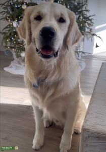 AKC English Cream Golden Looking to mate soon Listing Image