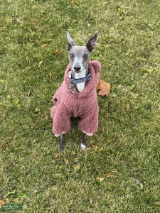 Blue and White Italian Greyhound Listing Image