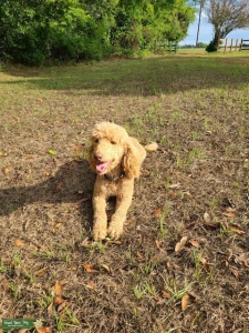 Proven Apricot Poodle Stud Listing Image