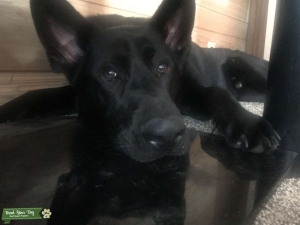 All black male German shepherd  Listing Image