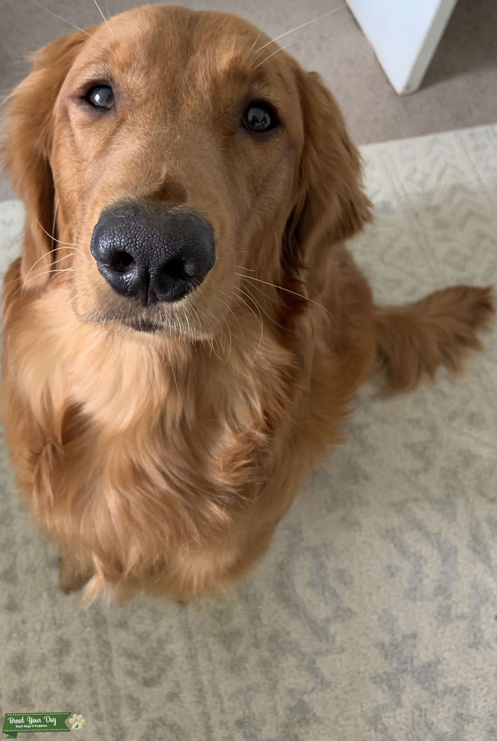 AKC golden retriever dark Stud Dog in Midatlantic, the United States Breed Your Dog