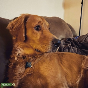 Golden Red Retriever Male  Listing Image