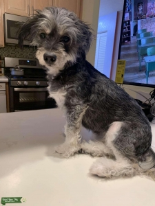 Maltipoo  Listing Image
