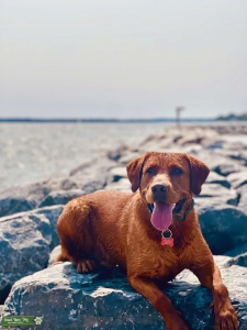Fox Red Lab in the DMV Listing Image