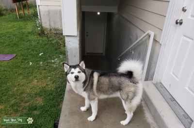 Black & brown Siberian husky - Stud Dog Utah - Breed Your Dog
