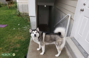 Black & brown Siberian husky Listing Image