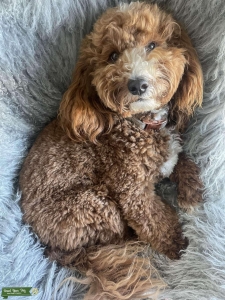 Goldendoodle Listing Image
