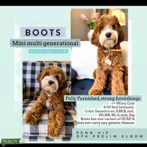 Mini Goldendoodle - Multigen  Listing Image