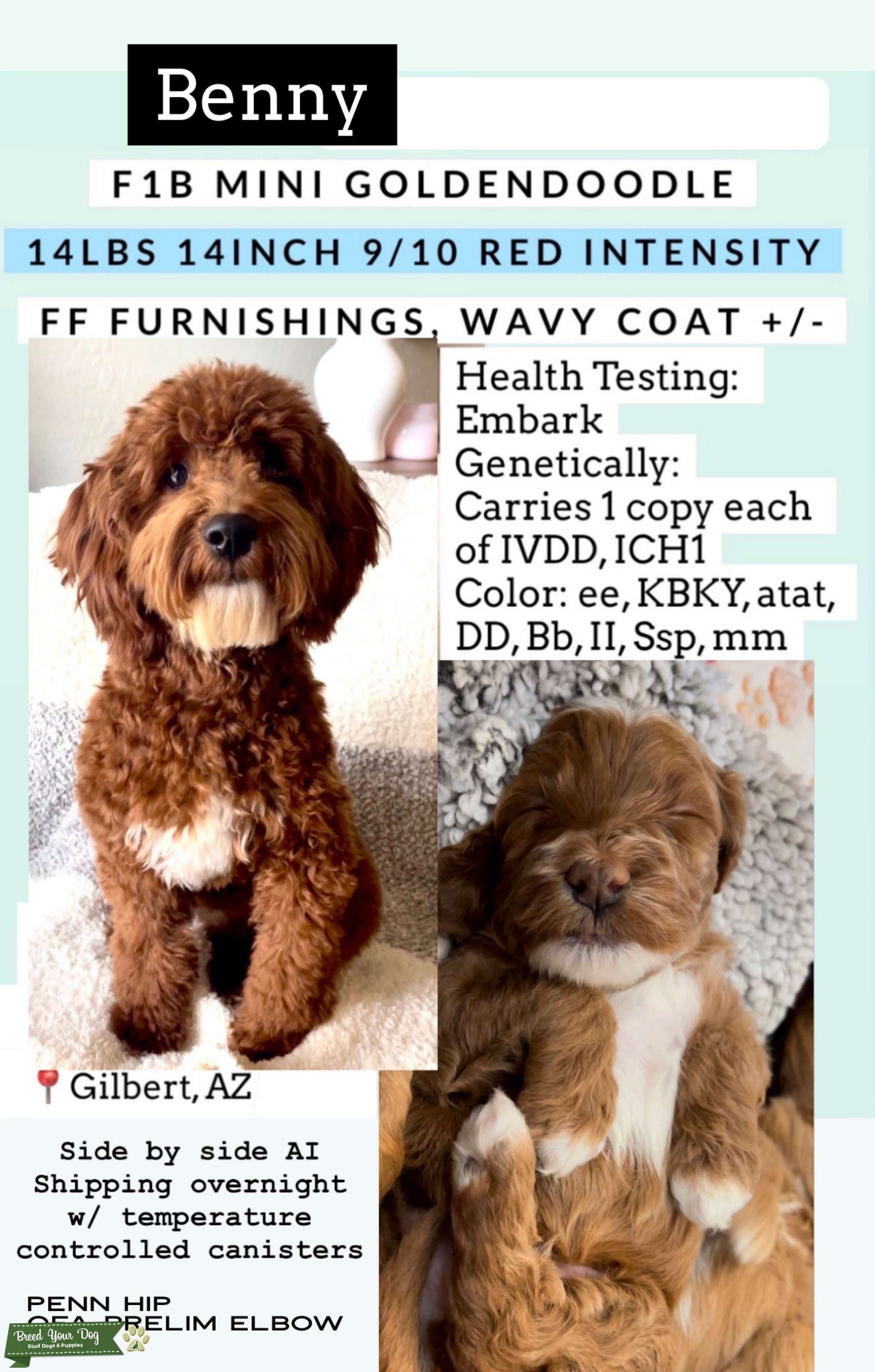 F1b Mini Goldendoodle Stud Dog in AZ, United States Breed Your Dog