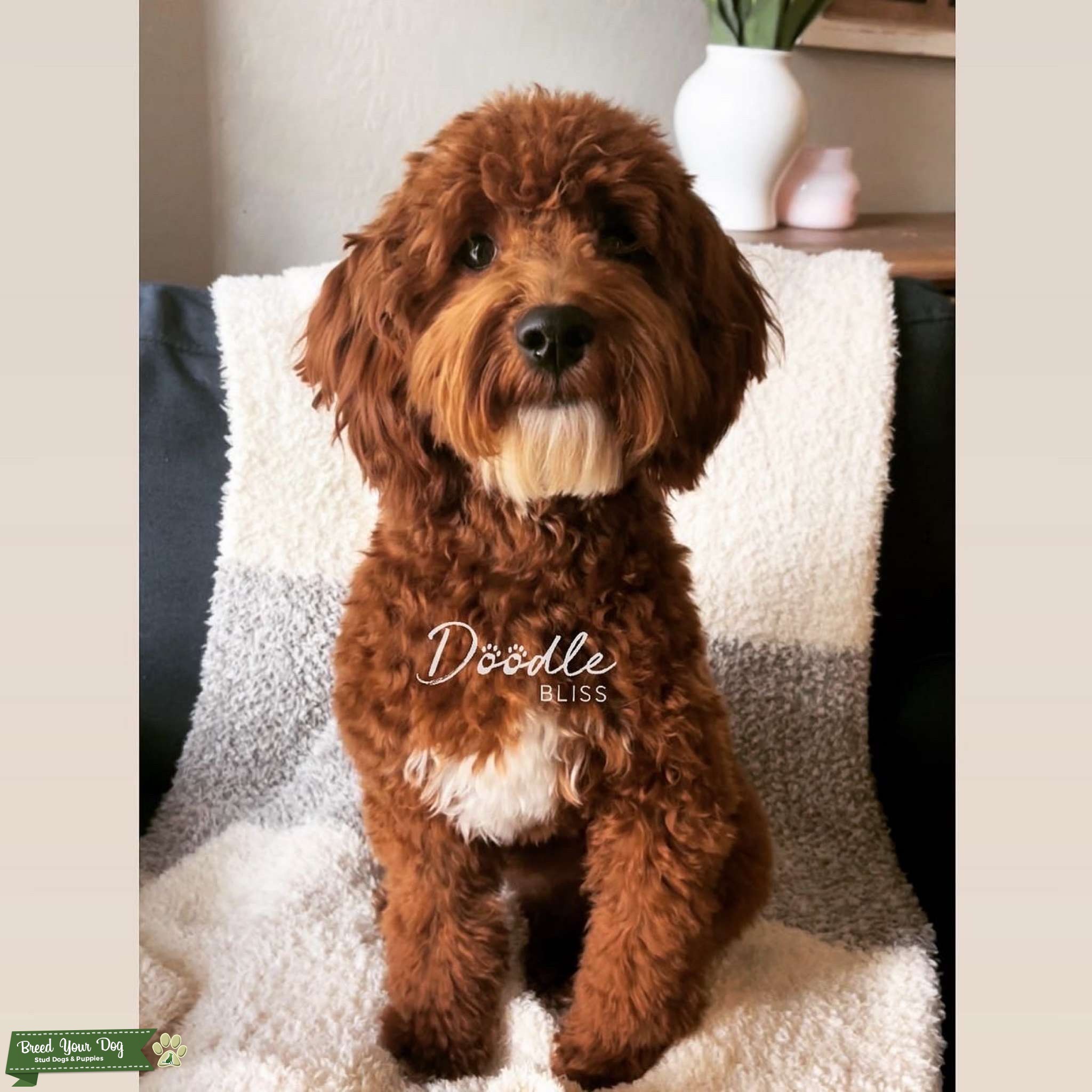 F1b Mini Goldendoodle Stud Dog in AZ, United States Breed Your Dog