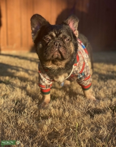 VISUAL FLUFFY  at/at, D/d, Co/co, Em/e, N/S, n/n, L4/L4 (Quad carrier, No Brindle ) Listing Image