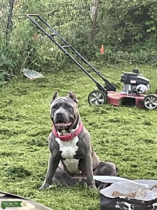 Looking for stud Listing Image