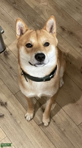 Tri-Color Shiba Inu  Listing Image
