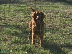 AKC Golden Retriever Stud Listing Image