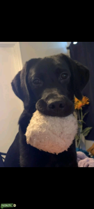 Black purebred Lab Listing Image