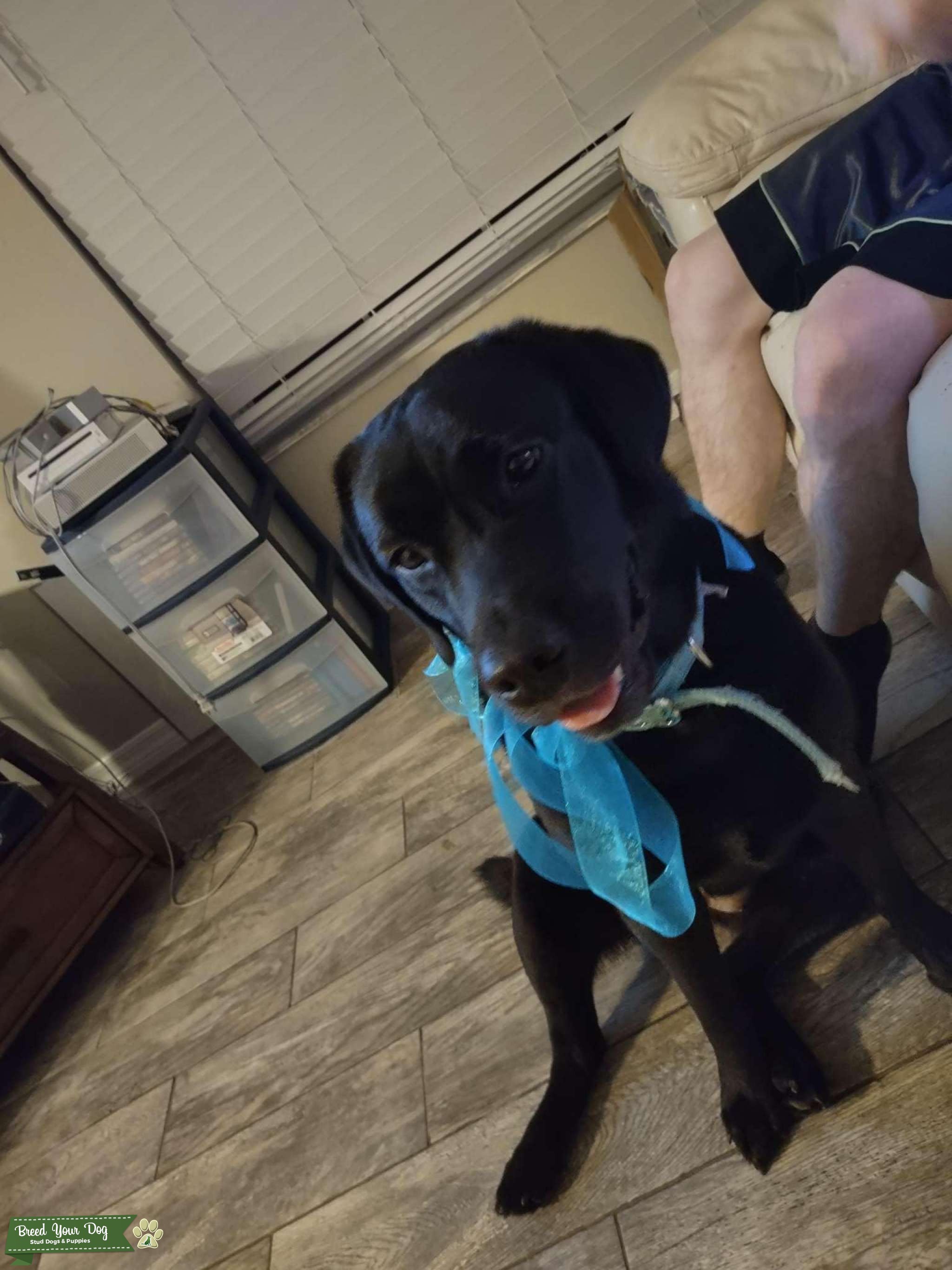 Black purebred Lab Stud Dog in FL, the United States Breed Your Dog