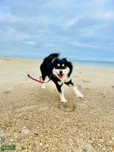 Female Pomsky Listing Image