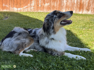 Blue Tri Australian Shepard Listing Image