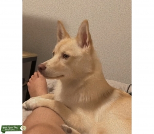 Pomksy Male wonderful family temperament  Listing Image