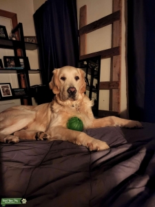 Golden retreiver/ flat coated retreiver mix male Listing Image