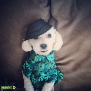 1yr old Maltipoo First time Stud Listing Image