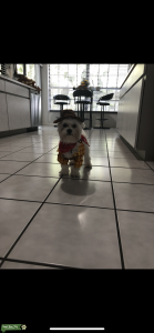 Stud dog maltese Listing Image