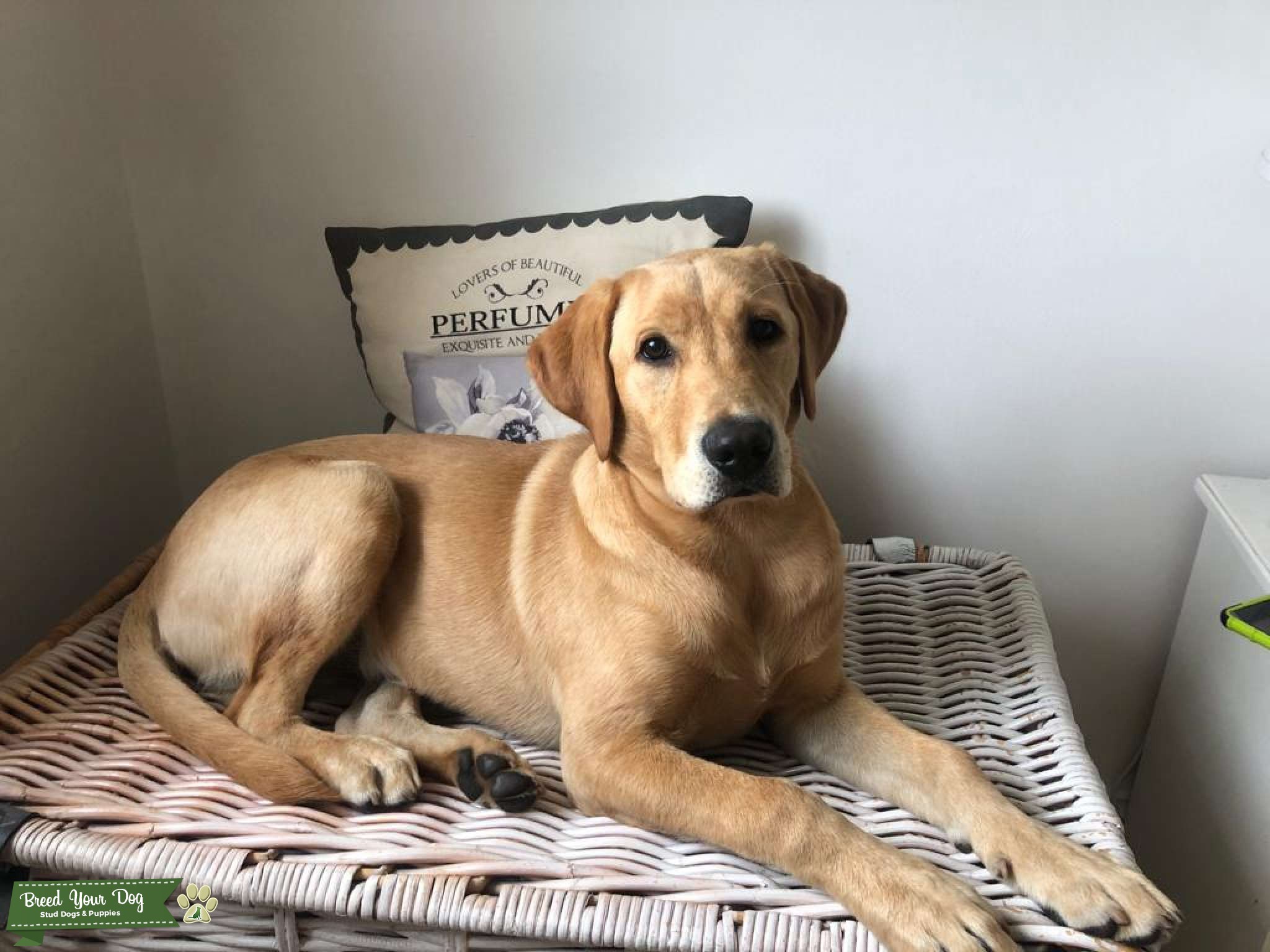 Labrador stud Stud Dog in South Wales , the United States Breed