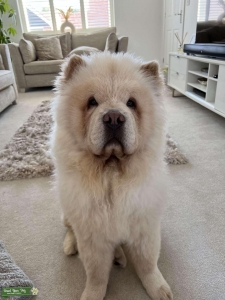 Cream Chow Chow available for stud Listing Image