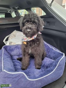 Black schnoodle  Listing Image