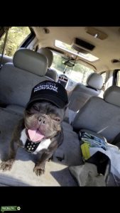 Stud dog Listing Image