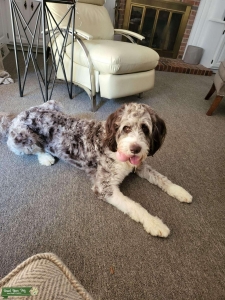 Aussiedoodle Stud Listing Image