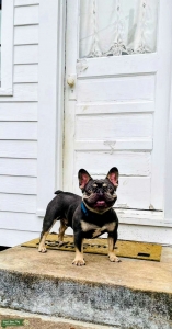 Lilac and Tan French Bulldog Frenchie Listing Image
