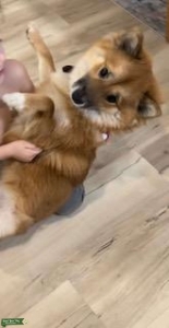 Sesame Shiba Inu  Listing Image