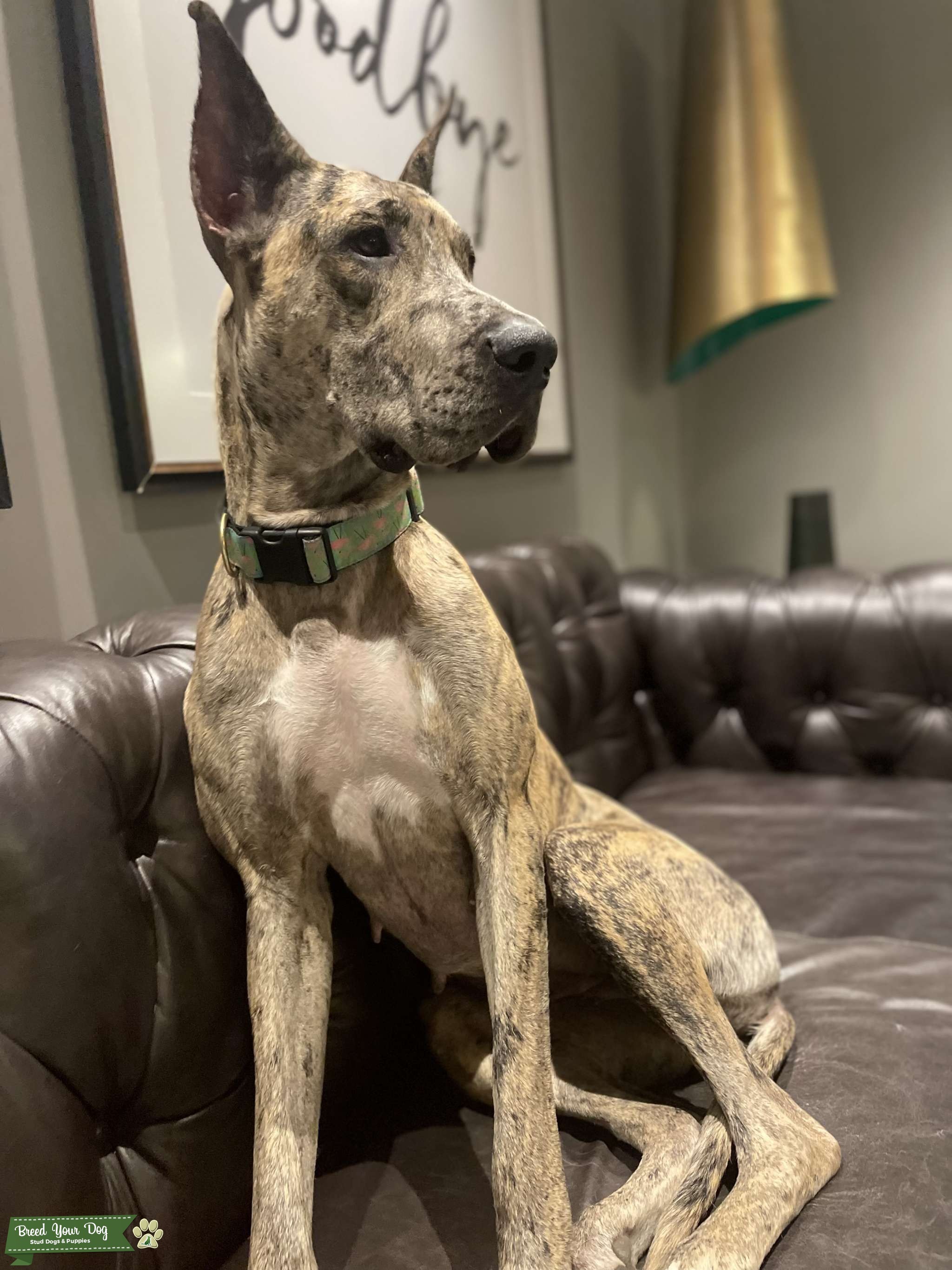 Beautiful Merle Stud Dog Virginia Breed Your Dog