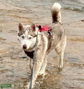Female wanting to have puppies Listing Image