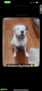 White And Brindle Boxer Listing Image