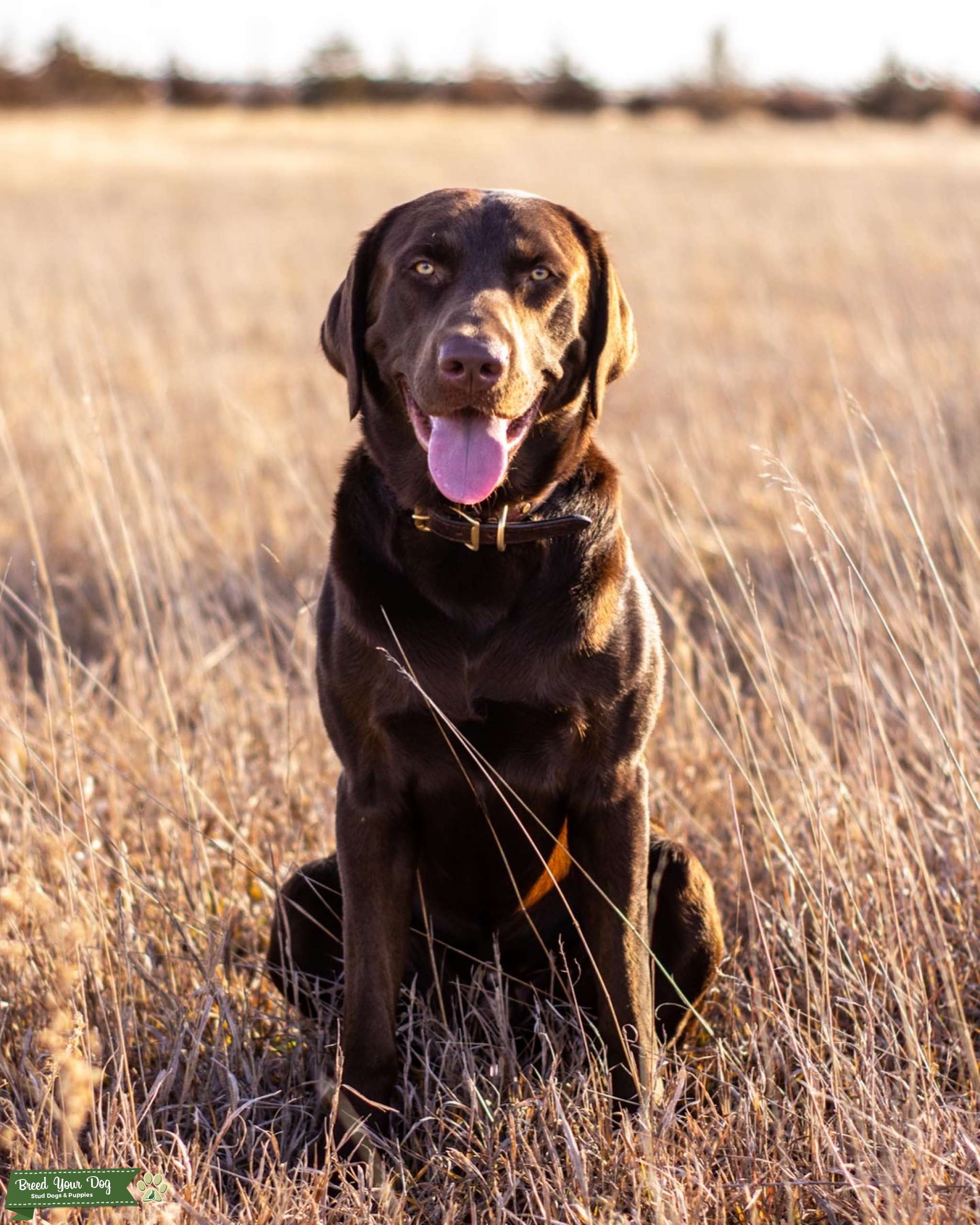 Mellow Chocolate Lab Stud Dog in Central Kansas, United States