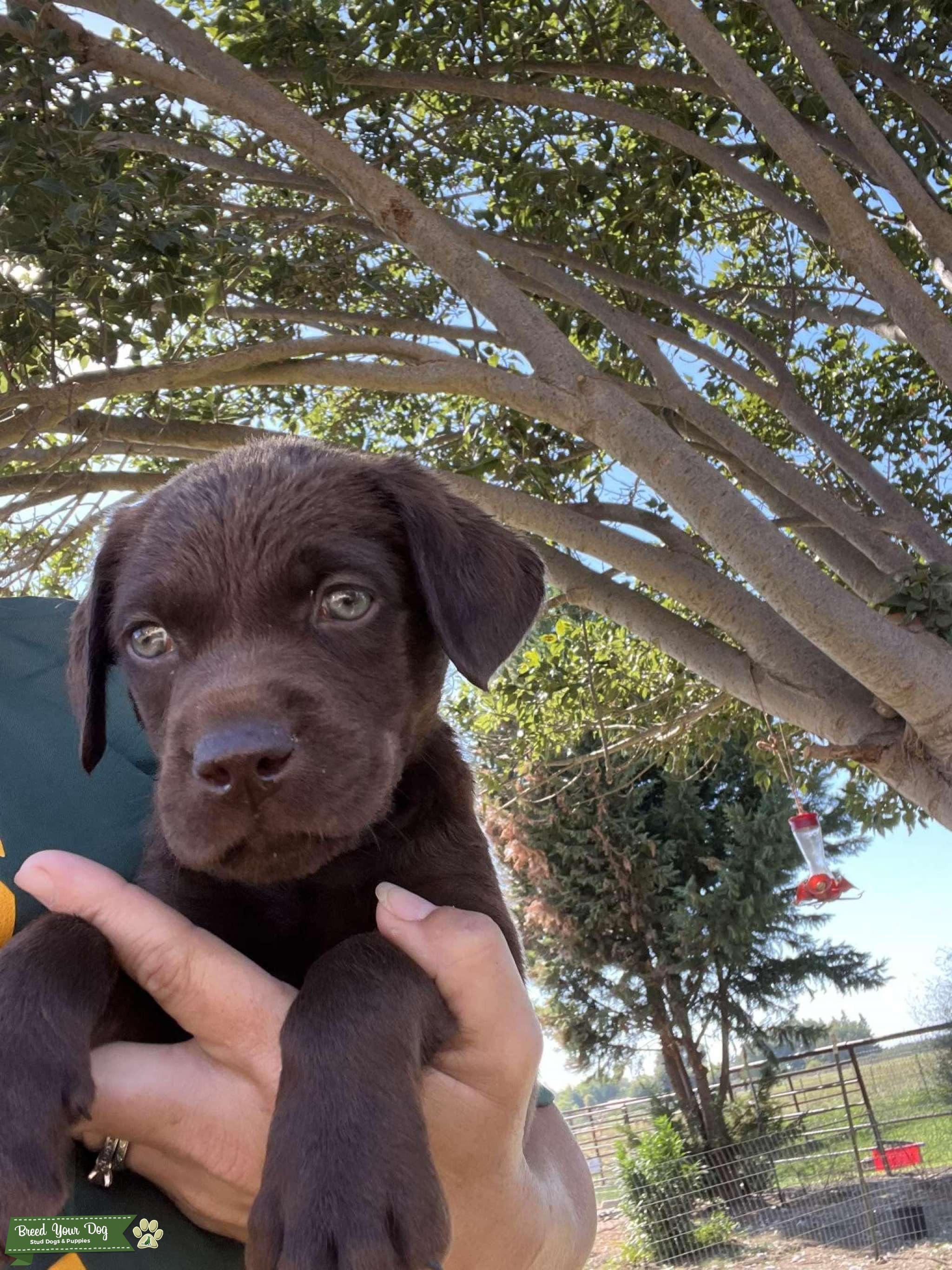 Puppies For Sale AKC Lab puppies Breed Your Dog