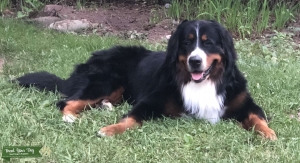 Stud Bernese Mountain Dog  Listing Image
