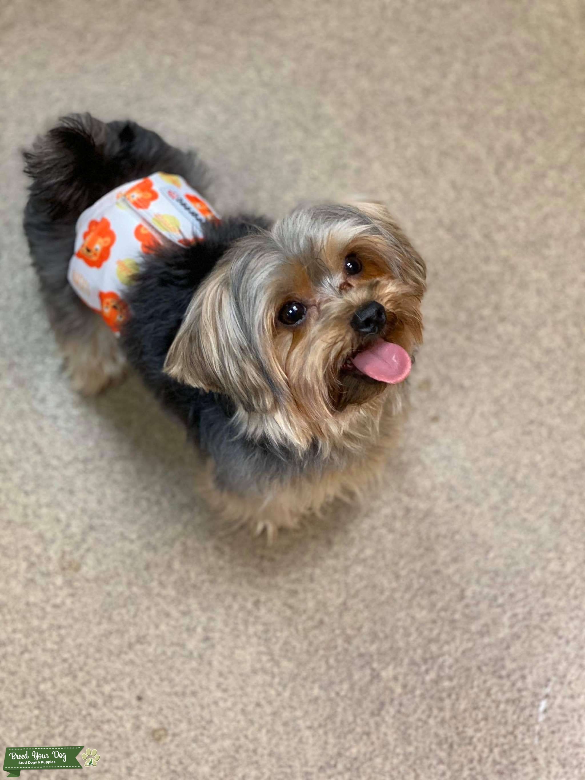 AKC Male Yorkie for Stud Stud Dog in Tampa, the United States Breed