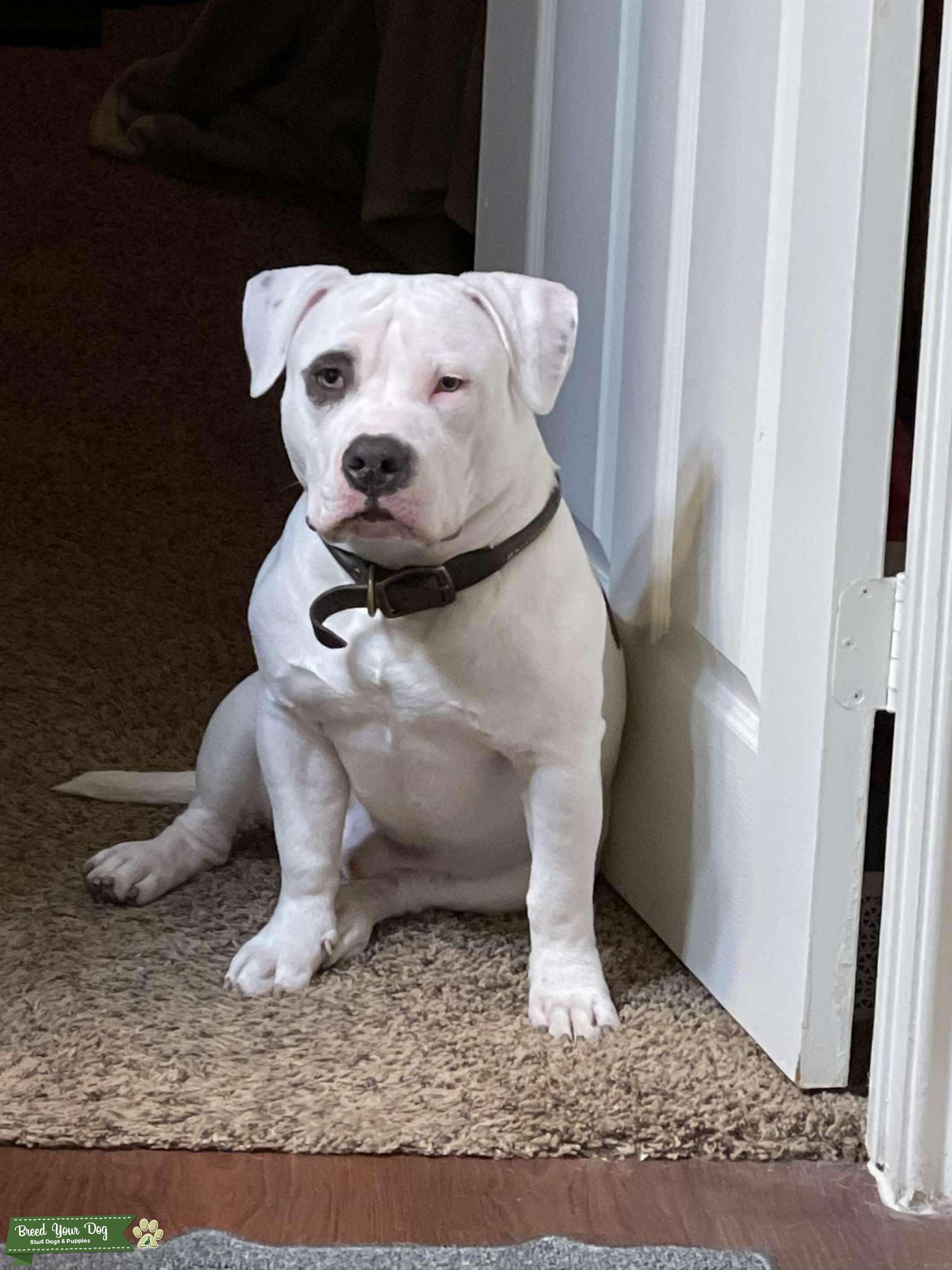 Stud Stud Dog in South Texas, United States Breed Your Dog